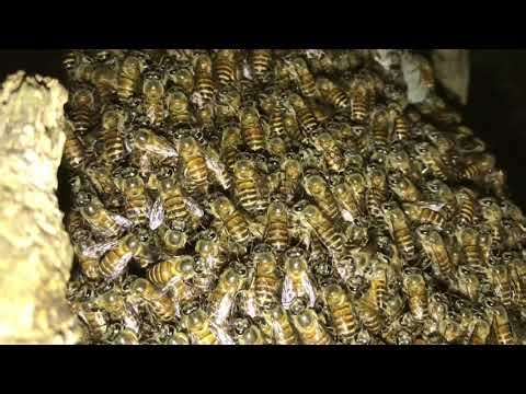 'Bee Hive In A Tree | Bee keeping | Honey Bees | Bee Management '