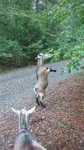 The happiest dwarf goats in the WORLD.