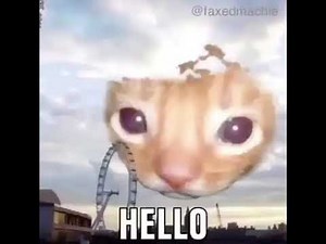 HELLO HI cat video