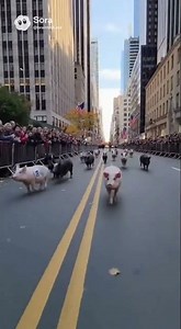 Go piggy go!