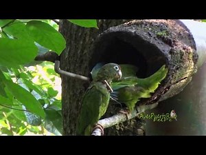 COTORRA PUERTORRIQUEÑA nido silvestre (Puerto Rican Parrot, Amazona vittata) ENDEMICA de Puerto Rico