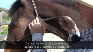 conseil pour le nœud du licol éthologique ! par #AndyBooth #fyp