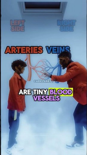 GCSE Circulatory System Rap