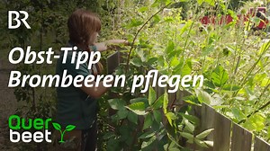 Brombeeren tragen besonders reich am einjährigen Holz. Wer das weiß, kann solche Triebe gezielt fördern. Alle alten, abgetragenen Triebe werden entfernt. Worauf es dabei ankommt, zeigt das Video: | Querbeet