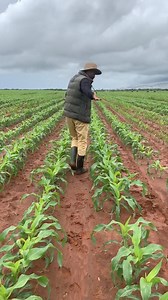 A beautiful Maize filed