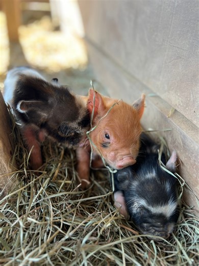 770 reactions · 34 shares | Little pig sounds… ❤️ | The Reindeer Farm | Facebook