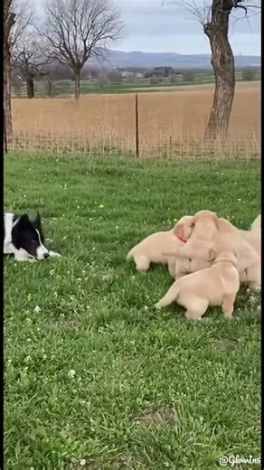 Who trains whom? 🐶 Collie or Goldie?