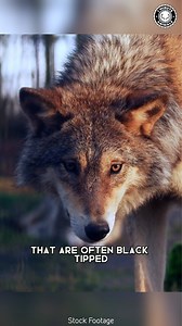 Grey Wolf 🐺 In 1 Minute! The Most Misunderstood Creature Of The Wild Discover the intriguing world of the Grey Wolf, a highly intelligent and social animal often shrouded in myths. From its haunting howls to its intricate pack dynamics, witness the remarkable resilience and adaptability of this iconic predator. #greywolf #wildlifeconservation #predatorprey | 1 Minute Animals