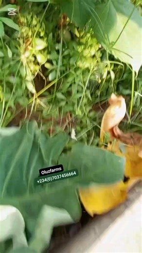 The natural housing design of snail farming. Bringing the wide environment to the farm. #snailfarming #snailcare #loveofnature #snail #oluzfarms | Oluz farms & Agro consults