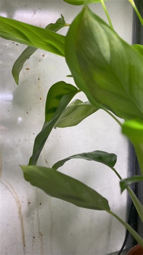 Tigerleg monkey frogs have spawned!#phyllomedusahypochondrialis #phyllomedusa #treefrogtreefrogs #frog #amphibian