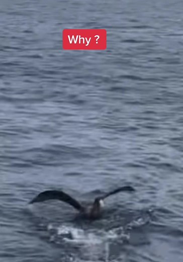 Shark Eating Bird: Uncover the Surprising Predatory Habits of Sharks