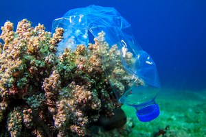 100 ocean pollution facts backed by science