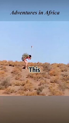 They encountered the most terrifying animal in Africa #comedy #movie #series #food #comics | Msafidecruz