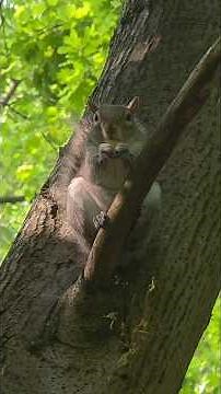 ASMR Squirrel Eating | 4K Wildlife Sounds