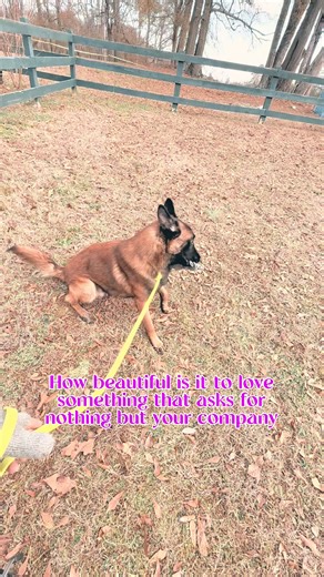 No thoughts. Just floof. #dog #malinois #belgianmalinois #noah