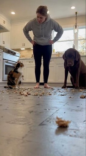 Naughty Cat is screaming and blaming the dog for the mess they caused together