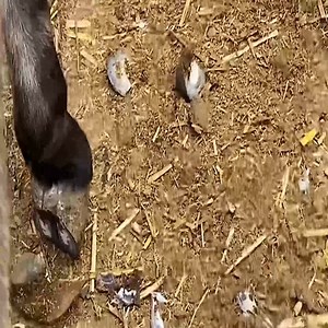 4.1K views · 16 reactions | Donkey's hooves are long and the joints are deformed, and the feet hurt when walking and fall down. The most important thing is to repair the hooves, break the joints and massage. | Animals | Facebook