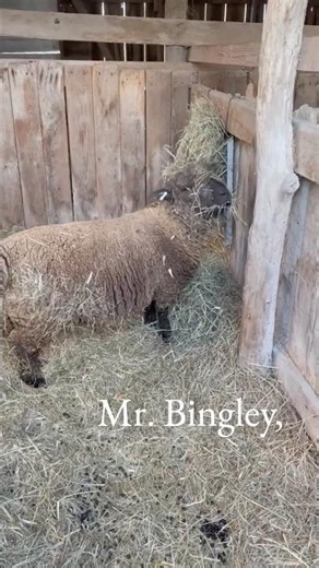 Mr. Bingley Is Interrupted at Breakfast