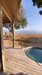 Immerse in Mana Pools' stunning Zambezi River scenery. As a UNESCO World Heritage Site, it's renowned for its elephants and lions. Discover authentic safari camps with expert guides who have personal connections to the wildlife, including the legendary Boswell 🐘 📍 Mana Pools National Park, Zimbabwe 🇿🇼 🎥 @africanbushcamps | African Travel, Inc