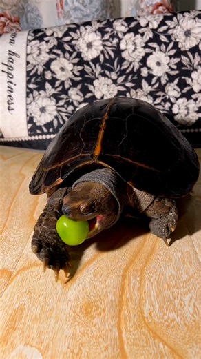 🐢Turtle eggs🥚#turtle