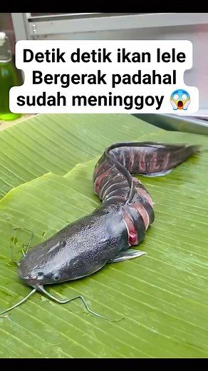 Detik detik ikan lele bisa bergerak sendiri... #videoviral #ikanlele #bergerak #fyp #viral #videolucu #kontenlucu #kontenhiburan | Inue Memang Bagreg