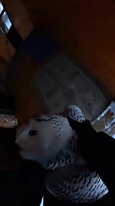 Rescue Snowy Owl From Red Fox Attack ❄️🦉 #SnowyOwl #AnimalRescue #WinterWildlife #ViralStory | Humanity for Animals