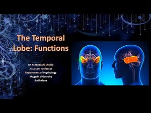 The Temporal Lobe: Functions शंखपालि के कार्य