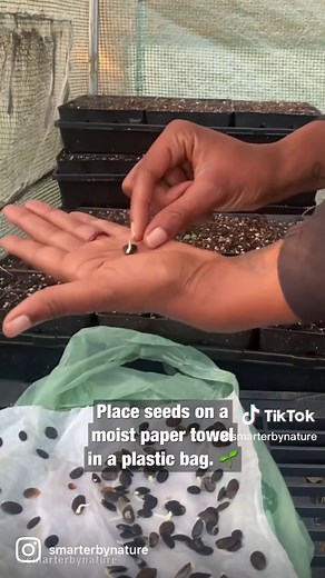 Growing Watermelon Seeds: Tips for Successful Planting