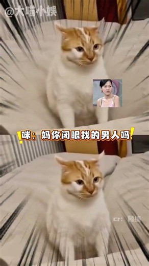 咪：我最討厭事後道歉了 #貓 #寵物 #萬萬沒想到 #可愛 #萌