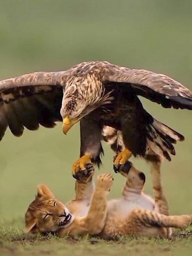 22 Unexpected Events Of Animals Fighting For Food With Humans Captured On Camera 🐦vs👸 | Best Video