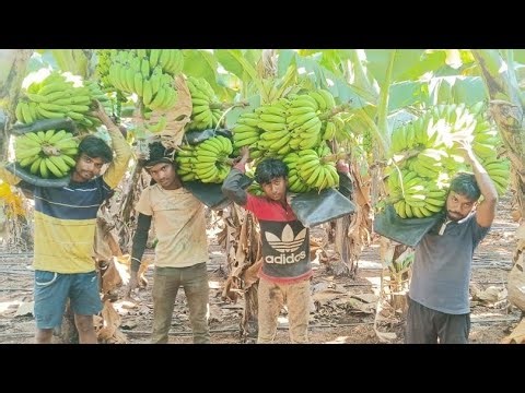 Double double Char number Bala. 🔰❤️➿ #share #fruit