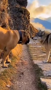 🐾 Mountain Standoff: A fearless Boerboel blocks the path as a Wolfdog emerges from the mist… One narrow trail. Two powerful guardians. Who backs down first? #BoerboelPower #WolfdogFaceOff #MountainTrailEncounter (AI-generated scene for storytelling only — no real animals involved) | Wow Animal Facts