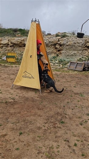 Little fun With 😍 Fate Alta Escuela 😍 Father : Fesak Barnero Mother : Xoria Alta Escuela ( Xanuk Daughter ) #GSD #germanshepherdcluboflebanon #germanshepherd #workingdog #scba #active_auss #gappay #k9academy #dogtraininghub https://www.working-dog.com/dogs-details/7407621/Fate-Alta-Escuela | K9Academy.me