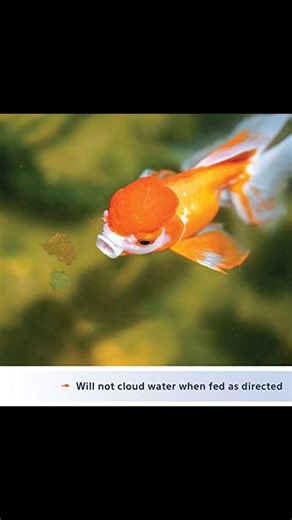 Aqueon Goldfish Flakes - Quick Tips
