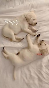 Absolutely perfect🤍✨ #whiteenglishlab #Perfect #puppy | Hickory Bluff Labradors LLC