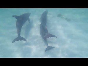 Dolphins and Snorkeling at Shell Island in PCB!