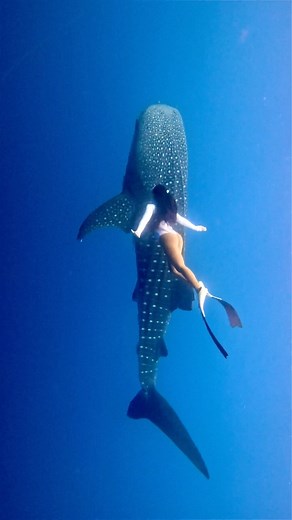 Sumbawa Home of Whale Shark Interesting facts about whale sharks in sumbawa, they appear and live and stay in the Bay of Sumbawa throughout the year, and the percentage of encountering whale sharks in Sumbawa is the best site in Indonesia.. Sumbawa Adventour whale shark Sumbawa sumbawaadventour.com #sumbawa #sumbawaisland #whale #whaleshark #freedive #trip #shark #oceanlife #dive #exploreindonesia #freediving #giant #sea #underwater #oceanside #lombok #bali #gopro | Egaryan Saadi