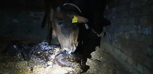 32K views · 2.5K reactions | سلطان آگیا ٹاپ کلاس کوھان۔جوڑ۔چھوٹا فیس اور بہترین برتھ ویٹ اینڈ ھیلتھ ماں 037 برھمن باپ ڈی کمپنی 275/87 برھمن Bravo | Anmol Cattle Farming | Facebook