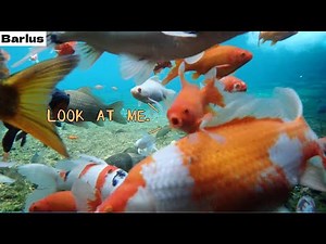 Install Barlus underwater camera at the park's koi pond and come see the cheerful and cute koi!🥰