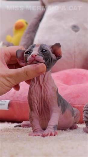 Wrinkled Skin and Hidden Tenderness of Sphynx Cats