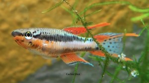 条纹旗鳉 Aphyosemion(=Chromaphyosemion) bitaeniatum （yt@Carlos Díez