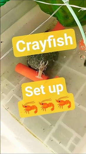 Crayfish pond set up, the easy way. 🦐