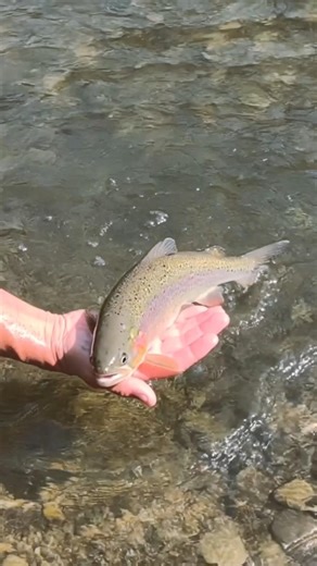 Fish Released… But It Jumps Back Into Hand! 😲🐟 Amazing Catch & Release
