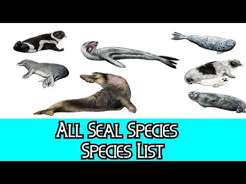 All Seal Species - Species List