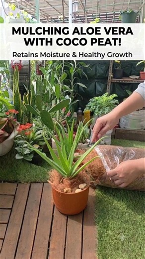 How to Make Your Aloe Vera Pot More Aesthetic & Healthy! 🪴✨