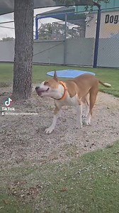 Tampa FL- WE ARE HERE at the LABOR OF LOVE Adoption Event!!! playgroup is a BLAST, come and meet your new Best Friend, watch how they interact, do a one on one, get some kisses!!! We are her til 5pm #cleartheshelters #adoptdontshop🐾 #florida #Tampa #goviral #help #shelter #euthanasia #shelterdogs #adoptdontshop #homeless | Rescue Me Tampa - Shelter Dogs