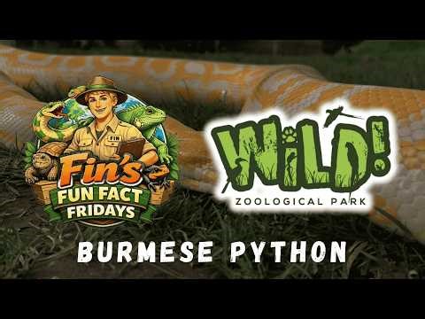 INTRODUCING - Fin's Fun Fact Friday