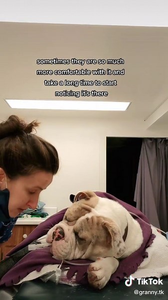 Dogs Waking Up from Anesthesia: Bulldog Recovery Process