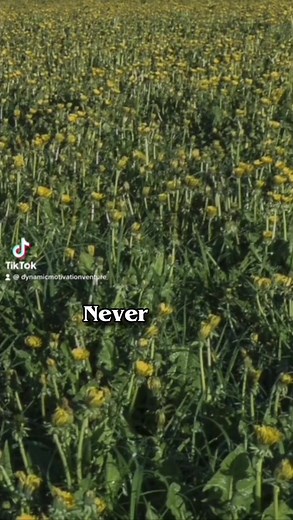 You’re not too much. 💛 #dailyshine #dynamicmotivationventures #behavior #love #lifelessons #dailyquotes #mindset #positivity #selfimprovement #viral adege