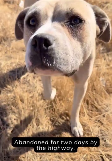 Alice's Journey: From Highway to Forever Home